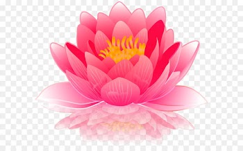 Water lilies Computer file - Pink Water Lily PNG Clip Art Image 
