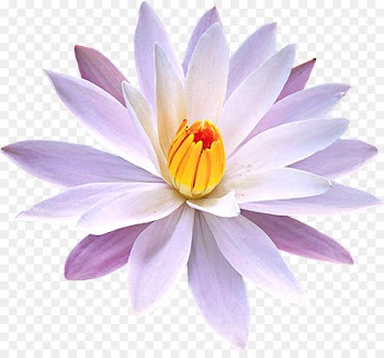 Water lilies Nymphaea lotus Petal Nelumbo nucifera Yellow Water-lily - water lilies 