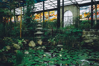 Water Lilies On Pond
