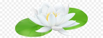 Water lilies Sacred Lotus Lily Clip art - Water Lily Transparent PNG Clip Art Image 