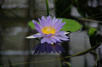 water_lilly3.JPG