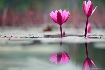 Water Lily