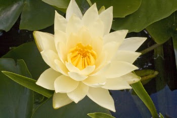Water_lily_01.jpg