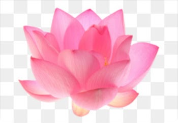 Water lily Clip art - Water Lily PNG Transparent Picture 