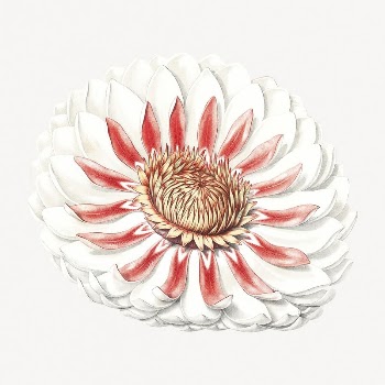 Water lily collage element, floral | Free PSD Illustration - rawpixel