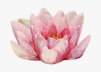 Water lily flower collage element | Free PSD - rawpixel