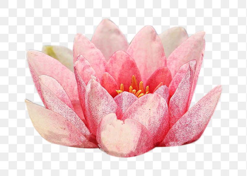 Water lily flower png sticker, | Free PNG - rawpixel