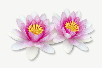 Water lily flowers collage element | Free PSD - rawpixel