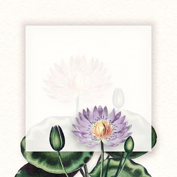 Water lily frame | Free stock vector - 1016534