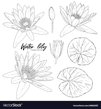 water lily hand drawn elements image