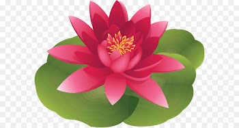 Water lily Lilium candidum Easter lily Clip art - Lily Pond Cliparts 