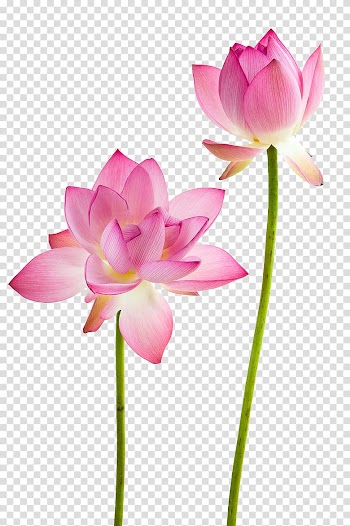 Water lily Nelumbo nucifera Flower , Lotus flowers, two pink petaled flowers transparent background PNG clipart