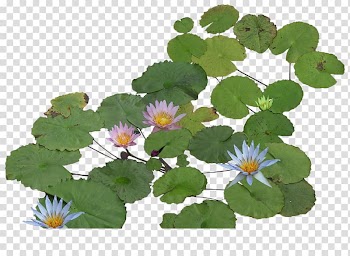 Water lily Nelumbo nucifera Software Animation, Manchu lotus transparent background PNG clipart