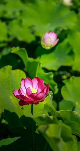 Water Lily on Water