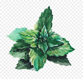 Water Mint Leaf Green Lemonade - Mint leaves 