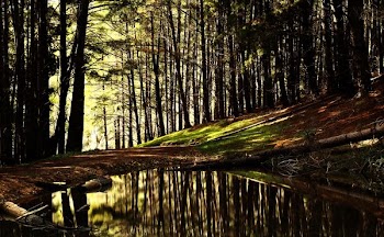 water on ground sorrounded by trees