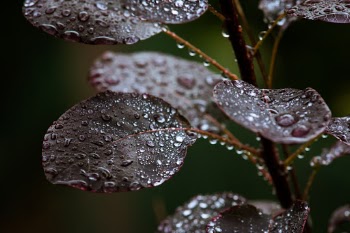 water on leafs