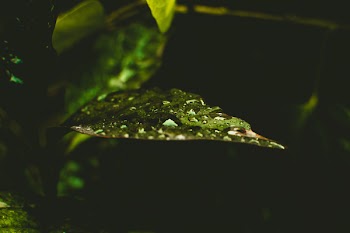 Water on Top of Green Leaf