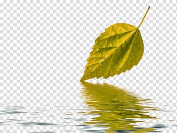 Water Paper Leaf Green , Autumn leaves transparent background PNG clipart