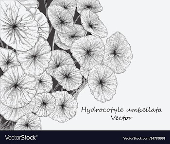 Water pennywort vector image