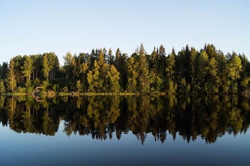 water reflection photography of green trees under blue calm sky