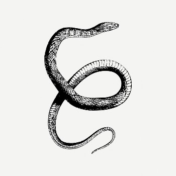 Water snake drawing, animal illustration | Free PSD Illustration - rawpixel