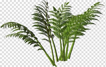 Water spinach Aklan language English Vegetable, vegetable transparent background PNG clipart