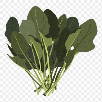 Water spinach png sticker, vegetable | Free PNG - rawpixel