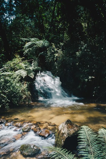 Water Stream Surrounded by Plants