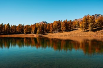 water surrounded by brown trees