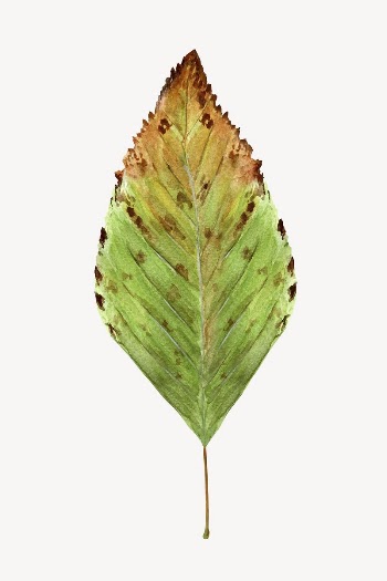 Watercolor autumn leaf collage element, | Free PSD - rawpixel