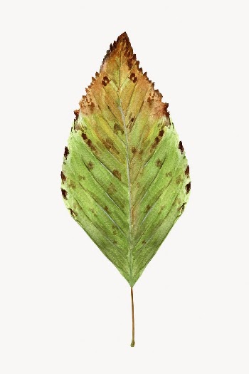 Watercolor autumn leaf, isolated image | Free Photo - rawpixel