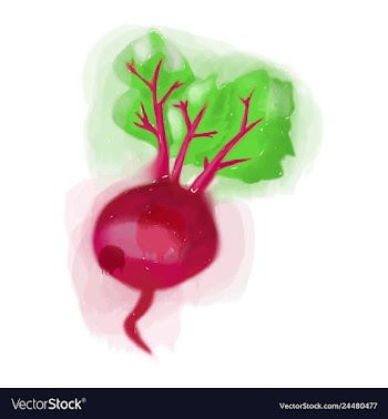 Watercolor beet eco food menu background vector image