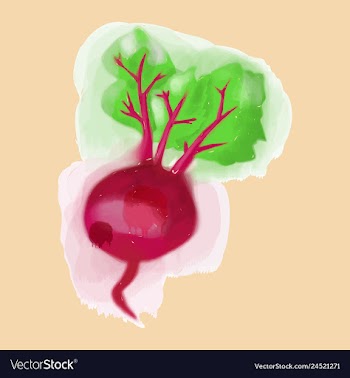 Watercolor beet eco food menu background vector image