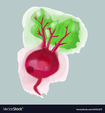 Watercolor beet eco food menu background vector image