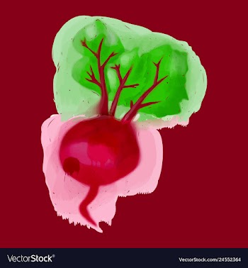 Watercolor beet eco food menu background vector image