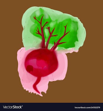 Watercolor beet eco food menu background vector image