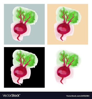 Watercolor beet eco food menu background vector image
