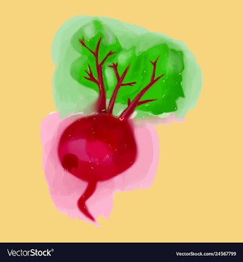 Watercolor beet eco food menu background vector image