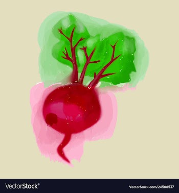 Watercolor beet eco food menu background vector image