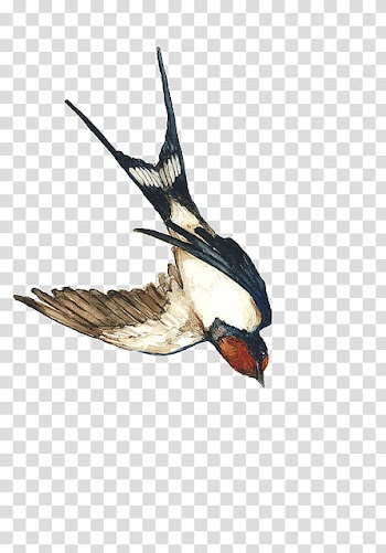Watercolor Bird s, blue, white, and red hummingbird transparent background PNG clipart