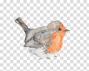 Watercolor Bird s, brown and gray bird clop art transparent background PNG clipart