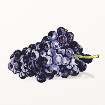 Watercolor black grape illustration, fruit | Free Photo Illustration - rawpixel