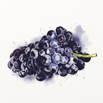 Watercolor black grape illustration, fruit | Free Photo Illustration - rawpixel