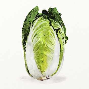 Watercolor Chinese cabbage illustration, vegetable | Free Photo Illustration - rawpixel