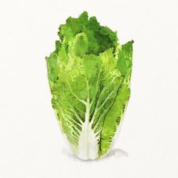 Watercolor Chinese cabbage illustration, vegetable | Free Photo Illustration - rawpixel