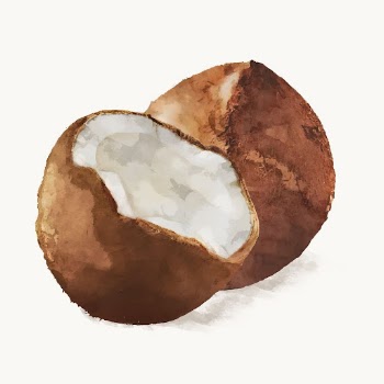 Watercolor coconut clipart, fruit illustration | Free Vector Illustration - rawpixel