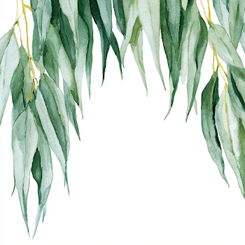 Watercolor Eucalyptus Leaves on White Background