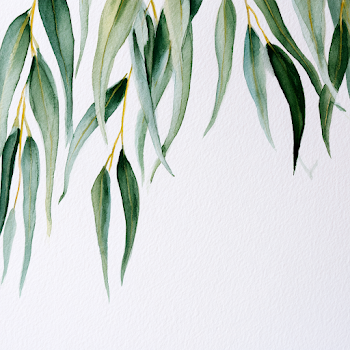 Watercolor Eucalyptus Leaves on White Background