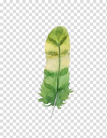 Watercolor feather transparent background PNG clipart